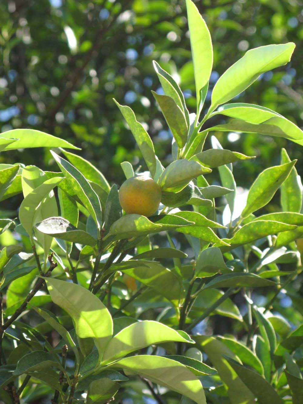              Sun leaves (Winter Haven, FL)       